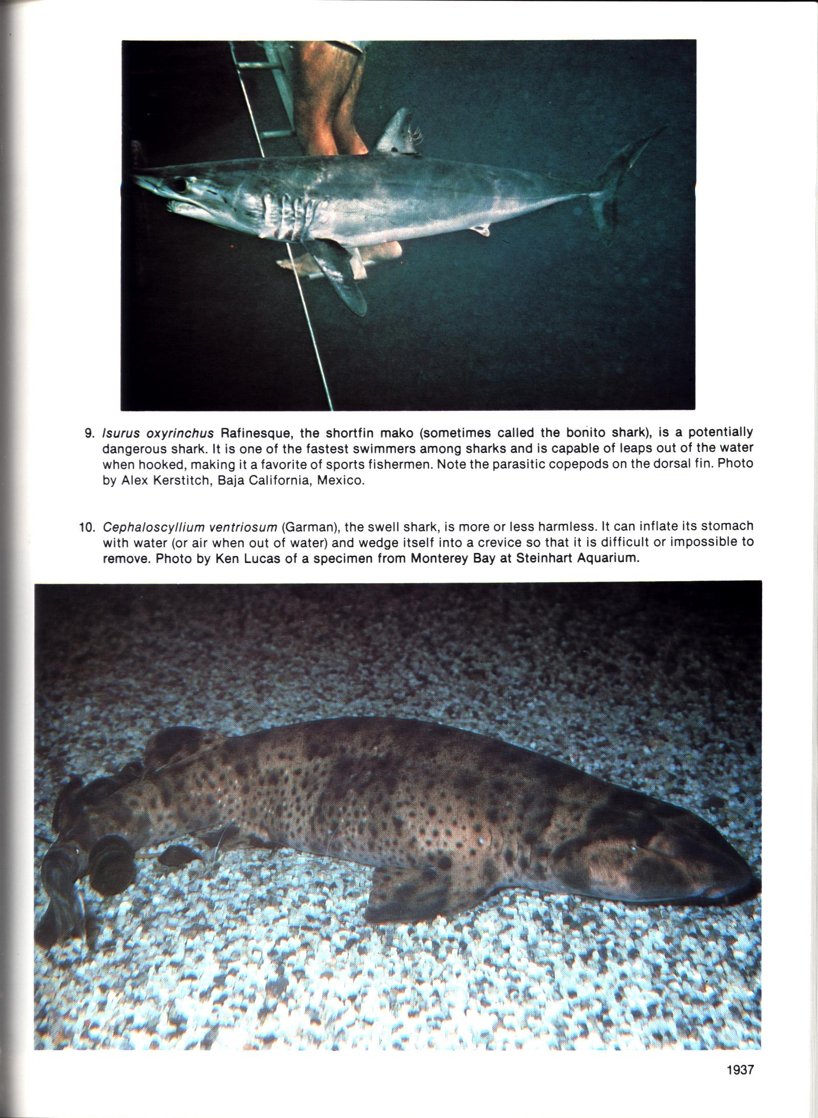 FISHES OF CALIFORNIA AND WESTERN MEXICO: Pacific marine fishes, Book 8 (California & Western Mexico). tfhp6102b